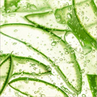 Aloe